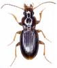 Pterostichus amoenus schuleri